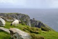 A white sheep with black muzzle near Slieve League, County Donegal, Ireland