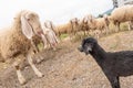 White sheep and black Toy Poodle look at us. Concept of diversity, acceptance and curiosity