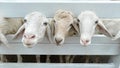 White sheep crowd in the classic farm, Thailand