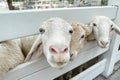 White sheep crowd in the classic farm, Thailand