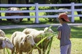 The white sheep eat grass in the hands of Asian boys Royalty Free Stock Photo