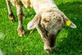White sheep Royalty Free Stock Photo