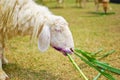 White sheep eating grass in farm Royalty Free Stock Photo