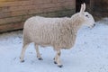 White sheep with funny ear is standing on white background. Winter day at the pasture. Lamb and ewe farm. Rural view. Royalty Free Stock Photo