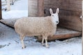 White sheep with funny ear is standing on white background. Winter day at the pasture. Lamb and ewe farm. Countryside. Royalty Free Stock Photo