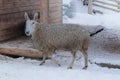 White sheep with funny ear is standing on white background. Winter day at the pasture. Royalty Free Stock Photo