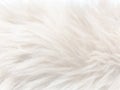 White sheep fur wool texture background close up Royalty Free Stock Photo