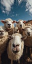 White sheep gathered, curiously looking at camera from open sky setting Bright natural lighting, thick well-groomed wool Distant Royalty Free Stock Photo