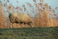 White sheep grazing on a dike Royalty Free Stock Photo