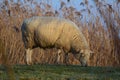 White sheep grazing on a dike with reeds in the background Royalty Free Stock Photo