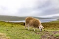 White sheep grazing green grass in agriculture farm and high mountain with big lake in the background in cloudy weather sky after Royalty Free Stock Photo