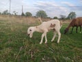 A white sheep grazing in my field. Royalty Free Stock Photo