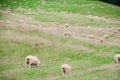 White sheep on green grass in sunny day, new zealand Royalty Free Stock Photo