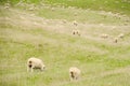 White sheep on green grass in sunny day, new zealand Royalty Free Stock Photo