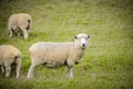 White sheep on green grass in sunny day, new zealand Royalty Free Stock Photo