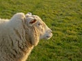 White sheep in a green meadow Royalty Free Stock Photo
