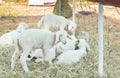 White Sheep Group Eating Straw and Squat in Sheepfold or Stall Royalty Free Stock Photo