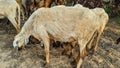 White sheep group grazing green lush grass on stone texture, Indian sheep bhed, ruminant mammals livestock