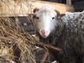 White sheep at the hay trough. Portrait of an animal Royalty Free Stock Photo