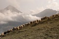 White sheep herd graze on summer mountain slope in highland in sunny clear weather with white clouds and peak of mountain. Royalty Free Stock Photo