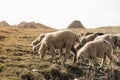 White sheep herd graze on sunny slope in sunbeam in highlands in good weather. Highlands cattle breeding in Dagestan.