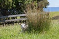 White sheep hiding behind green grass, New Zealand