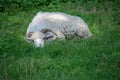 White sheep with horns lies in the high grass on the pasture, copy space Royalty Free Stock Photo