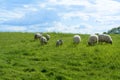 White sheep and a lamb on a green pasture under blue sky