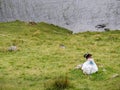 White sheep laying on a grass bay a lake, Connemara , Ireland. Concept livestock, agriculture, farming Royalty Free Stock Photo