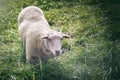 White sheep looking at the camera Royalty Free Stock Photo