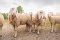 White sheep looking in front of the camera. Concept of diversity, acceptance and curiosity