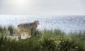 White sheep looking at the North Sea water on Sylt island Royalty Free Stock Photo
