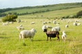 White sheep looking at ugly black sheep Royalty Free Stock Photo