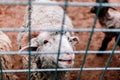 The white sheep looks across the paddock at the farm and smiles.