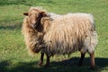 A white sheep with a lot of wool or fur stands, landscape format, on a green meadow and looks forward Royalty Free Stock Photo