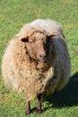 A white sheep with a lot of wool or fur stands in portrait format on a green meadow and looks forward Royalty Free Stock Photo