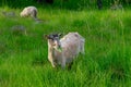 White sheep in a lush green field Royalty Free Stock Photo