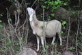 White sheep mammal animal