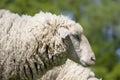 White sheep (ovis aries)