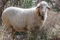 White Sheep Ovis aries close up with bell on neck. Roque Nublo