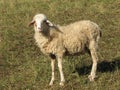 White sheep pasturing in autumn Royalty Free Stock Photo