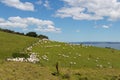 White sheep peacefully grazing at green grass, Shakespear Regional Park, New Zealand Royalty Free Stock Photo