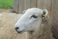 White sheep portrait face resting close up Royalty Free Stock Photo