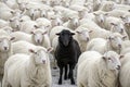 White sheep in precise formation, with a single black sheep in the middle, creating a strong visual contrast of identity, sheep Royalty Free Stock Photo