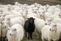 White sheep in precise formation, with a single black sheep in the middle, creating a strong visual contrast of identity, sheep Royalty Free Stock Photo