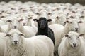 White sheep in precise formation, with a single black sheep in the middle, creating a strong visual contrast of identity, sheep Royalty Free Stock Photo