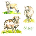 White sheep, ram and lamb set, standing on green meadow, hand painted watercolor illustration design element