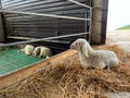 White sheep resting in a stall on a farm Royalty Free Stock Photo