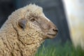 White sheep roaming on a field at sunset