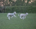 White sheep running side by side in the lush green grass Royalty Free Stock Photo